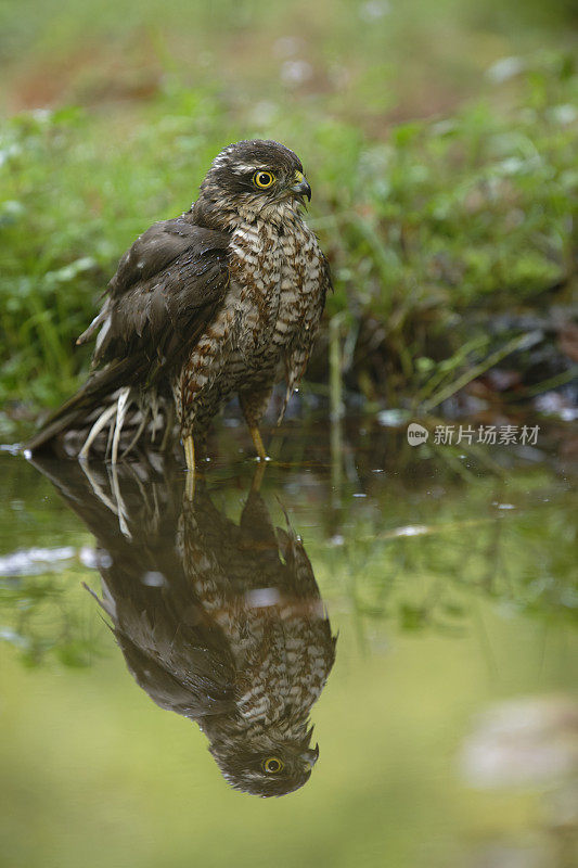 欧亚雀鹰(学名:Accipiter nisus)